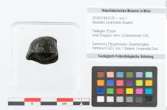 Foto (Objekt + Etikett) von Nipadites pyramidalis Bowerb. (NHMW-GEO-2024-0188-9125)